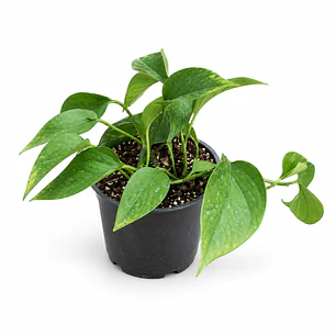 Scindapsus Pothos