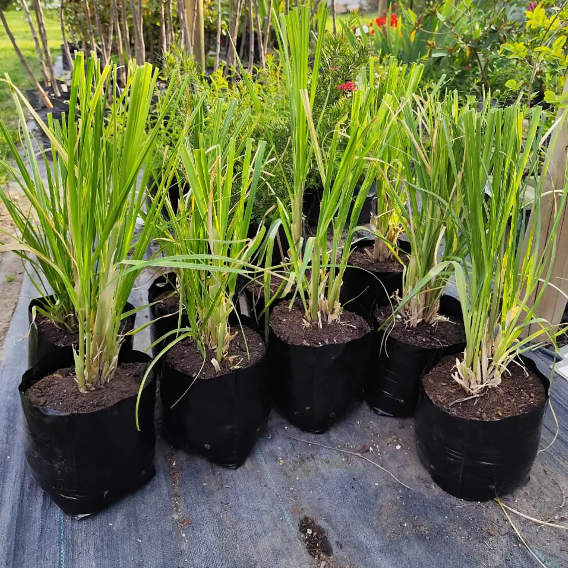 Cortaderia Feather White - Cola de Zorro  3