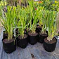 Cortaderia Feather White - Cola de Zorro  - Miniatura 3