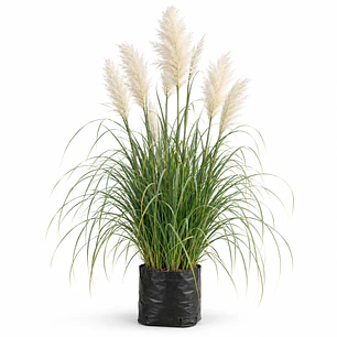 Cortaderia Feather White - Cola de Zorro 