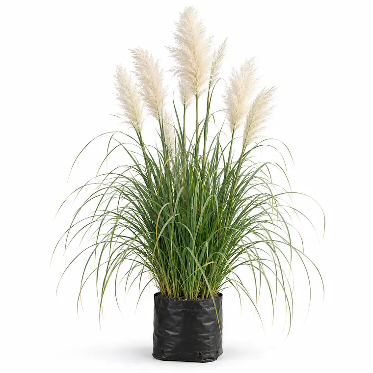 Cortaderia Feather White - Cola de Zorro  1