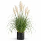 Cortaderia Feather White - Cola de Zorro  - Miniatura 1