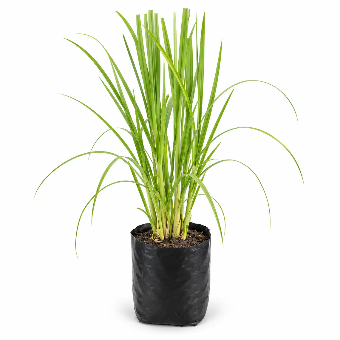 Cortaderia Feather White - Cola de Zorro  2