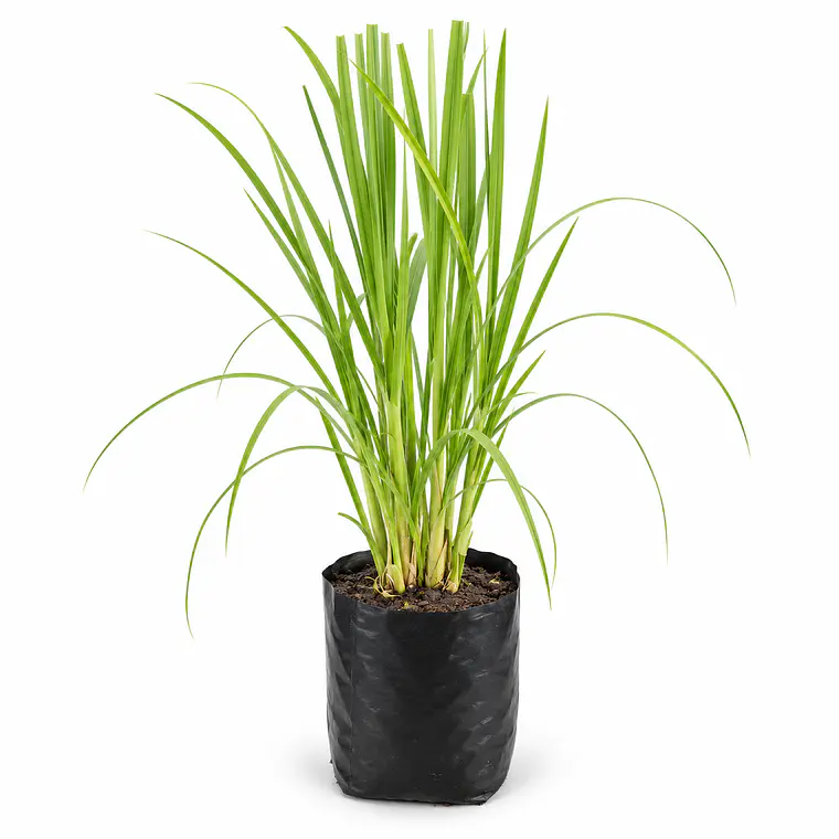 Cortaderia Feather White - Cola de Zorro  2