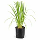 Cortaderia Feather White - Cola de Zorro  - Miniatura 2