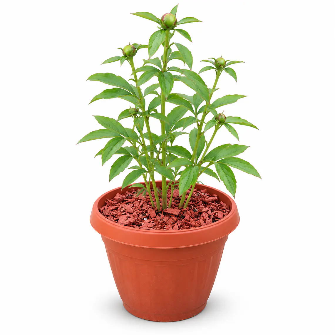 Peonía Coral Charm - Duchesse de Nemours en macetero 42 L 3