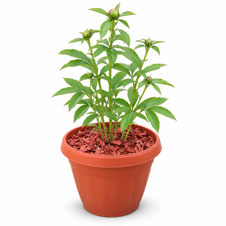 Peonía Coral Charm - Duchesse de Nemours en macetero 42 L 3