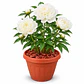 Peonía Coral Charm - Duchesse de Nemours en macetero 42 L - Miniatura 2