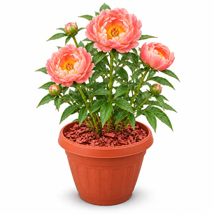 Peonía Coral Charm - Duchesse de Nemours en macetero 42 L