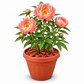 Peonía Coral Charm - Duchesse de Nemours en macetero 42 L - Miniatura 1