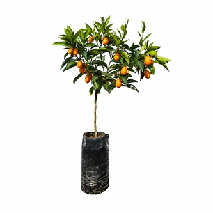 Kumquat