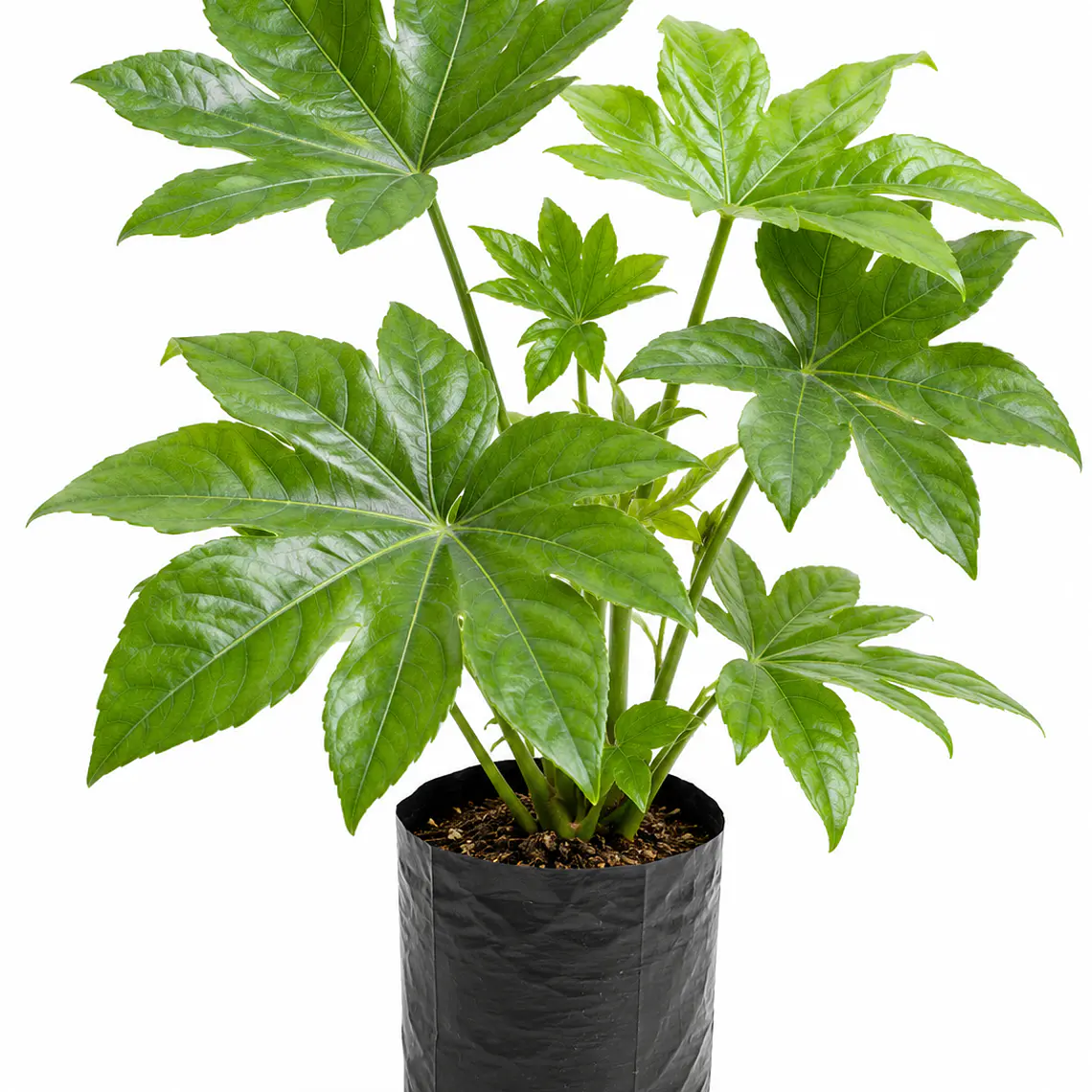 Aralia Japónica 1