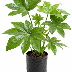 Aralia Japónica