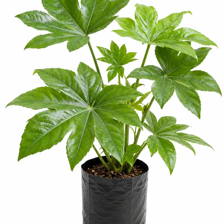 Aralia Japónica 1