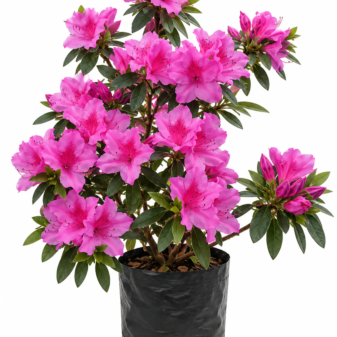 Azalea Rosada 1