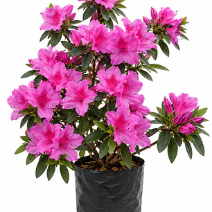 Azalea Rosada