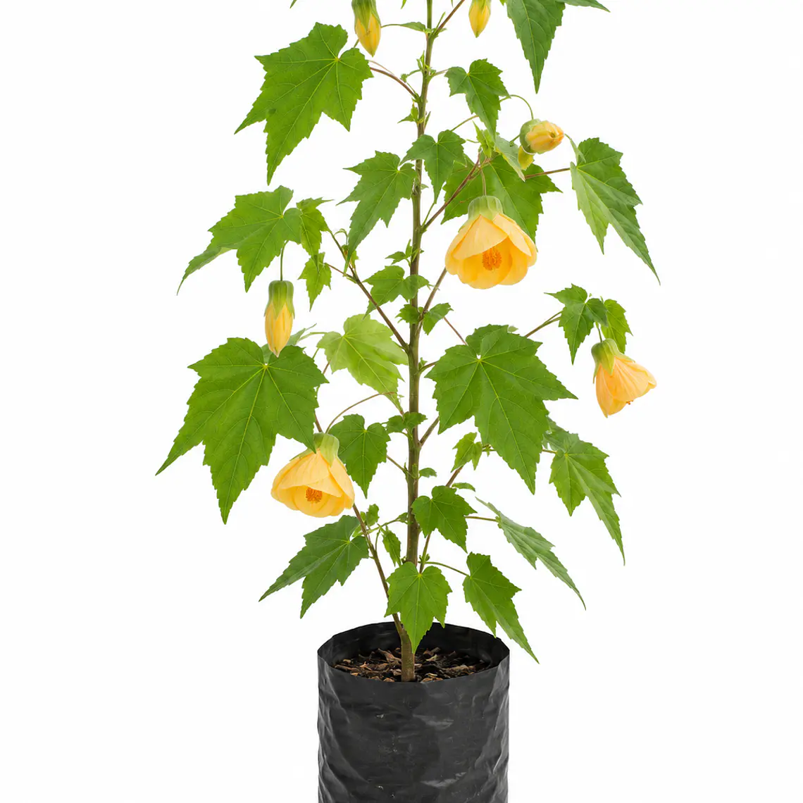 Abutilón 1
