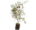 Chilco Rojo - Fuchsia Magellanica