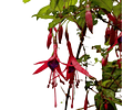 Chilco Rojo - Fuchsia Magellanica