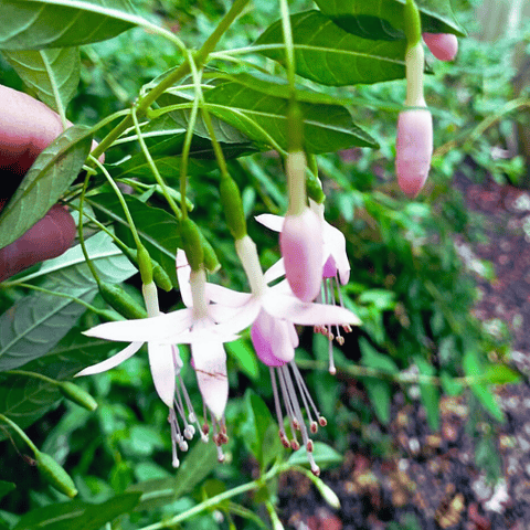 Chilco Rosado - Fuchsia Magellanica var. molinae