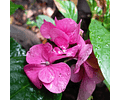 Bella Hortencia - Hydrangea Macrophylla