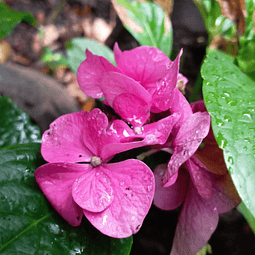 Bella Hortencia - Hydrangea Macrophylla