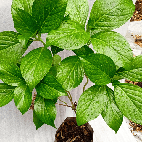 Bella Hortencia - Hydrangea Macrophylla