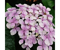 Bella Hortencia - Hydrangea Macrophylla