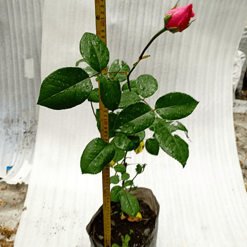 Rosa - Rosa spp