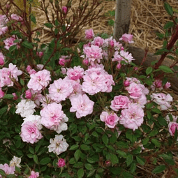 Rosa enana trepadora - Rosa spp.