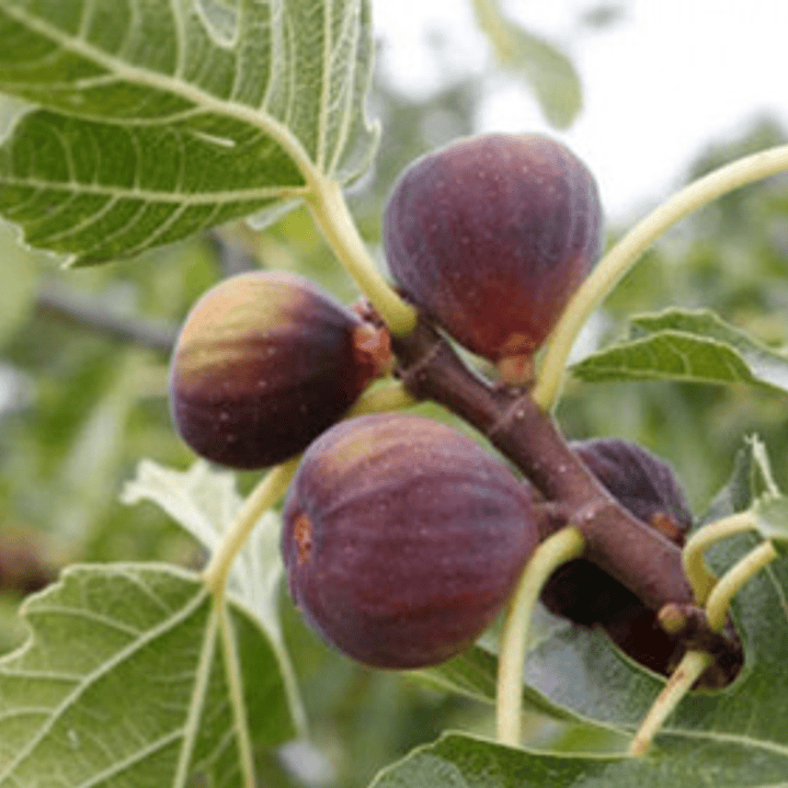 Higuera Negra Frutal  2