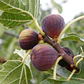 Higuera Negra Frutal  - Miniatura 2