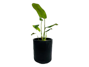 Philodendro Longifolio M Filodendro Planta Interior