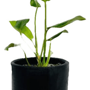 Philodendro Longifolio M Filodendro Planta Interior