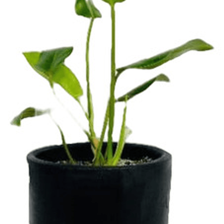 Philodendro Longifolio M Filodendro Planta Interior 1