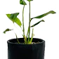 Philodendro Longifolio M Filodendro Planta Interior - Miniatura 1