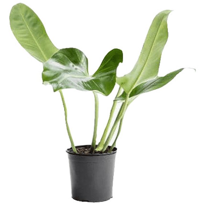 Philodendro Longifolio M Filodendro Planta Interior 2