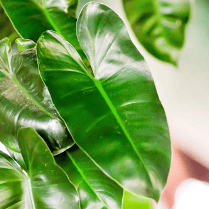 Philodendro Longifolio M Filodendro Planta Interior 3