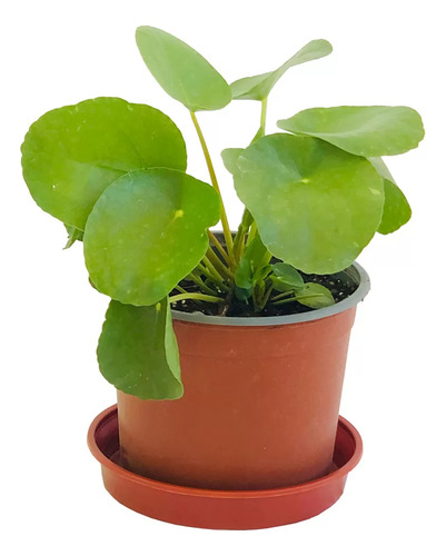 Peperomia Cucharita / Pilea Peperomioides / Planta Interior 1