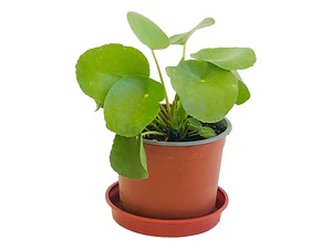 Peperomia Cucharita / Pilea Peperomioides / Planta Interior