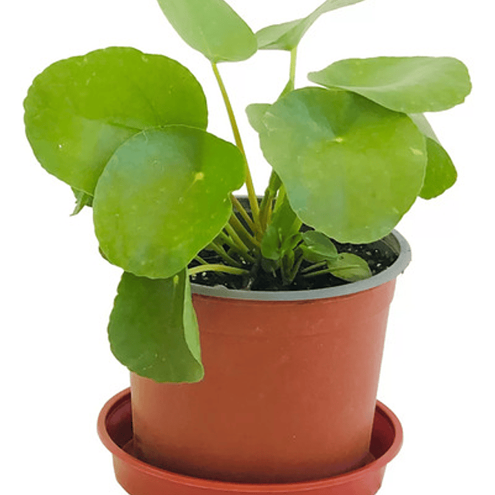 Peperomia Cucharita / Pilea Peperomioides / Planta Interior 1