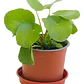 Peperomia Cucharita / Pilea Peperomioides / Planta Interior - Miniatura 1