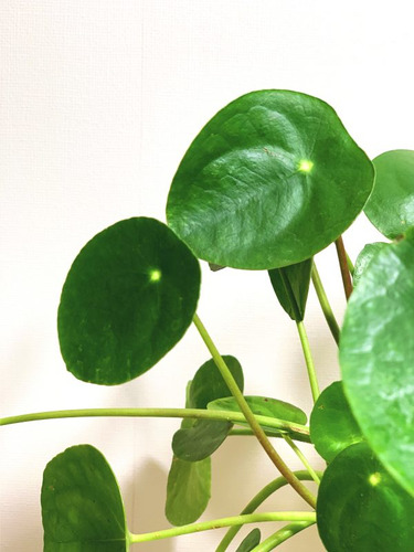 Peperomia Cucharita / Pilea Peperomioides / Planta Interior 2