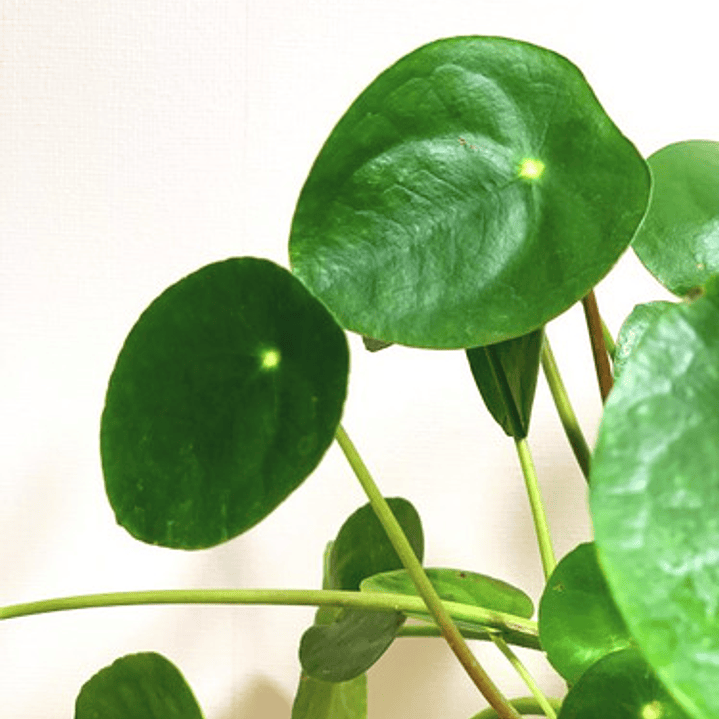 Peperomia Cucharita / Pilea Peperomioides / Planta Interior 2