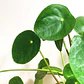 Peperomia Cucharita / Pilea Peperomioides / Planta Interior - Miniatura 2