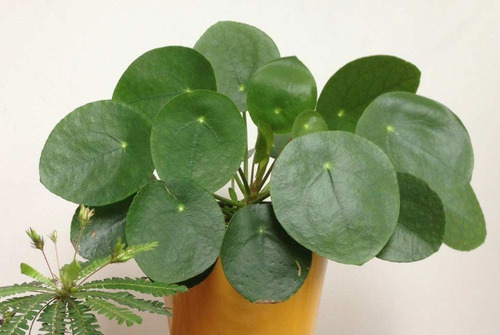 Peperomia Cucharita / Pilea Peperomioides / Planta Interior 3