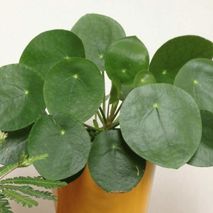 Peperomia Cucharita / Pilea Peperomioides / Planta Interior 3