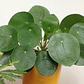 Peperomia Cucharita / Pilea Peperomioides / Planta Interior - Miniatura 3