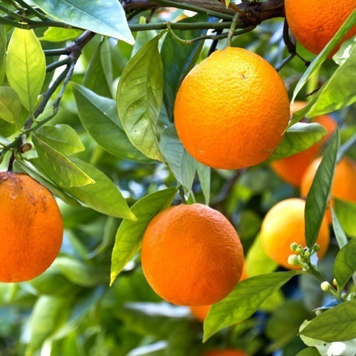Naranjo Valencia Frutal Naranja Injertado 2
