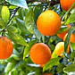 Naranjo Valencia Frutal Naranja Injertado - Miniatura 2